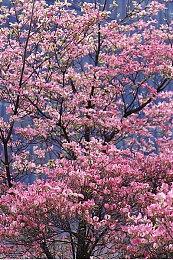 里昂之前的配音不会回归《生化危机4：重制版》